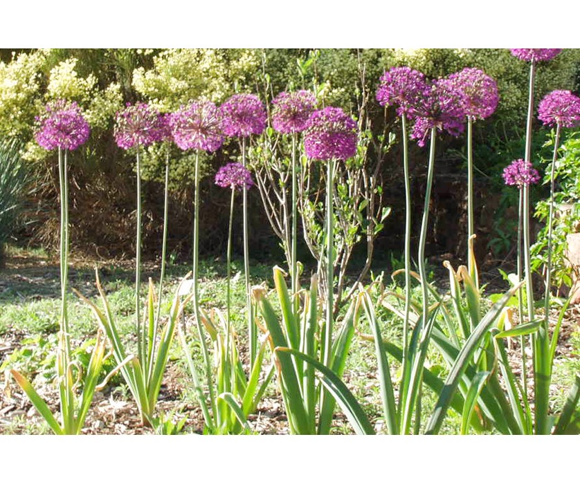 Purple Sensation Allium